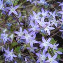 Campanula poscharskyana